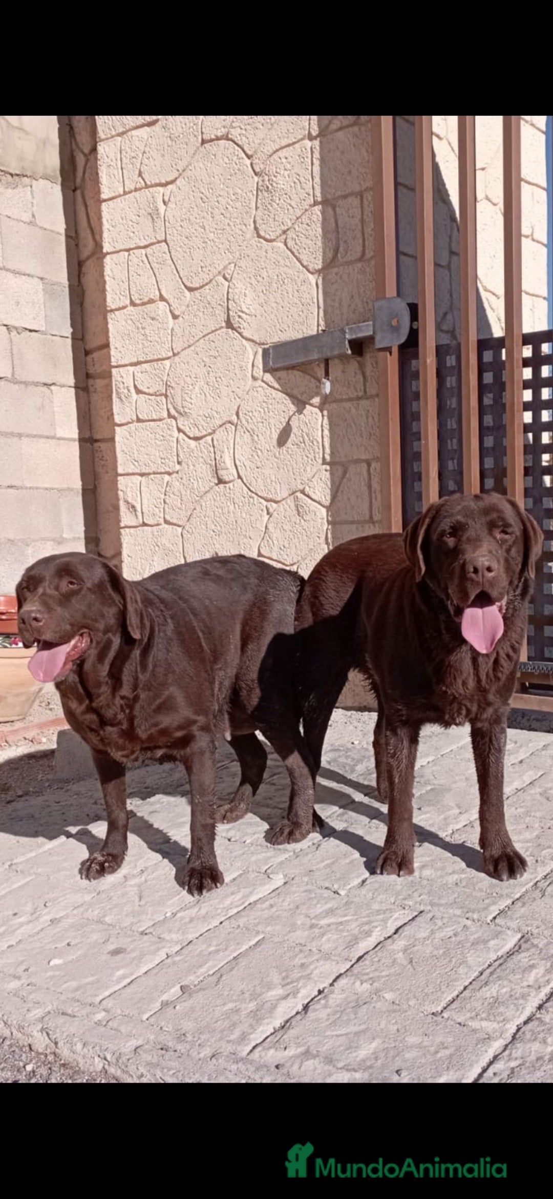Labrador Retriever perros en venta: Cachorros de labrador chocolate top - Anuncio 4