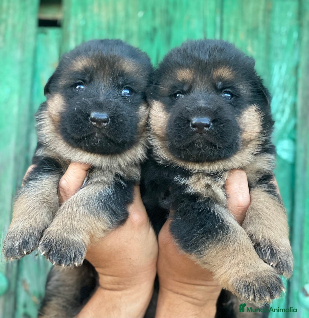 Pastor Alemán perros en venta: Cachorros de pastor alemán  en Salamanca - Imagen 7