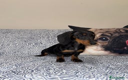 Teckel Miniatura perros en venta: Teckel kanichen macho negro fuego  - Anuncio 2