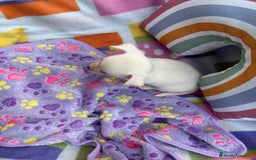 Chihuahua perros en venta: Chihuahua toy - Imagen 12