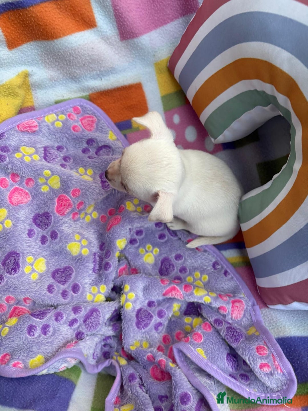 Chihuahua perros en venta: Chihuahua toy - Imagen 12