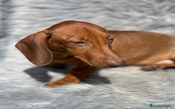 Teckel perros en venta: TECKEL - Anuncio 6