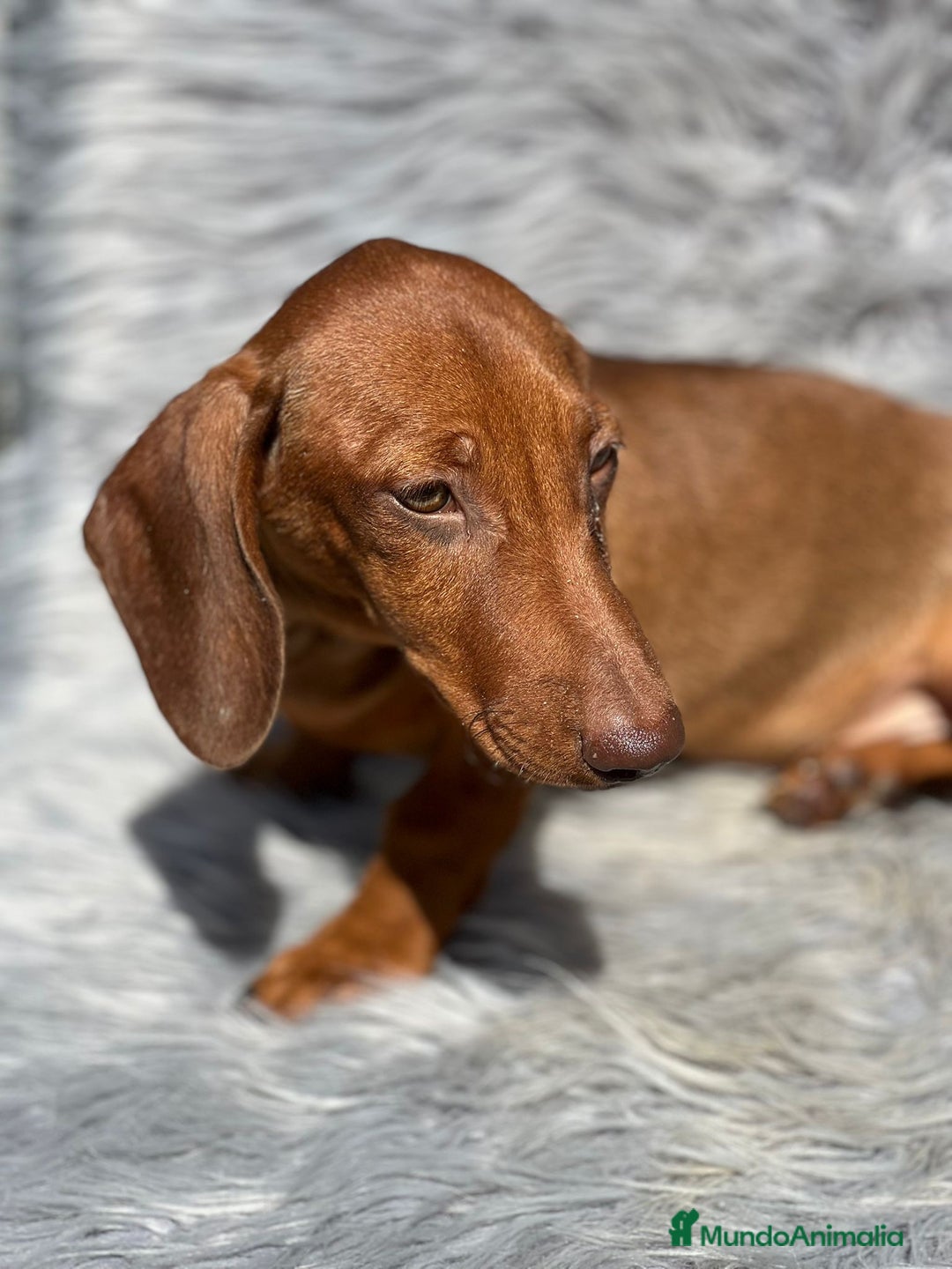 Teckel perros en venta: TECKEL - Anuncio 6