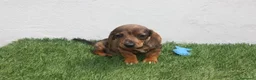 Teckel Miniatura perros en venta: Teckel Miniatura  - Anuncio 23