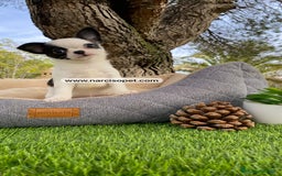 Chihuahua perros en venta: CHIHUAHUA INCREIBLE - Imagen 5