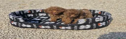 Caniche Toy perros en venta: Caniche toy rojo macho - Anuncio 2