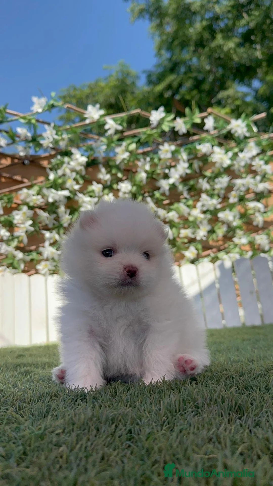 Pomerania perros en venta: POMERANIA - Anuncio 2