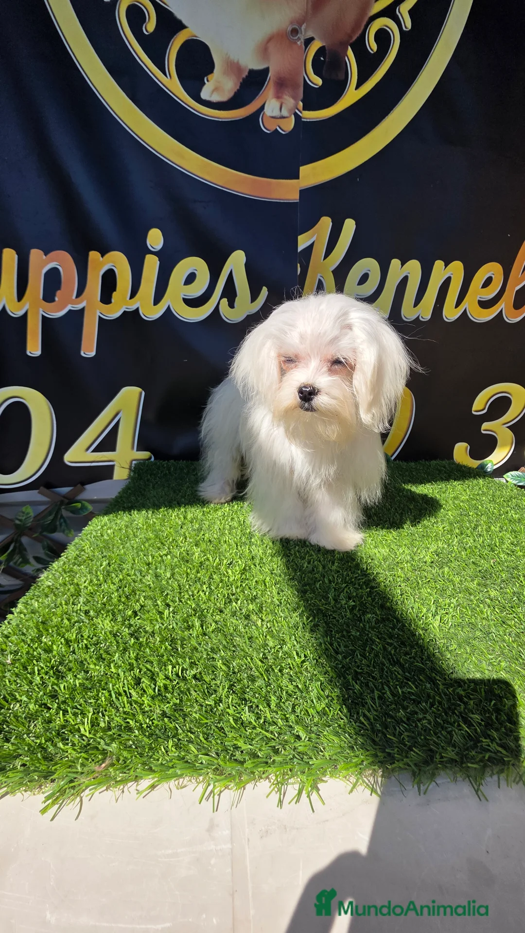 Bichón Maltés perros en venta: Bichon maltes 8 meses  - Anuncio 3