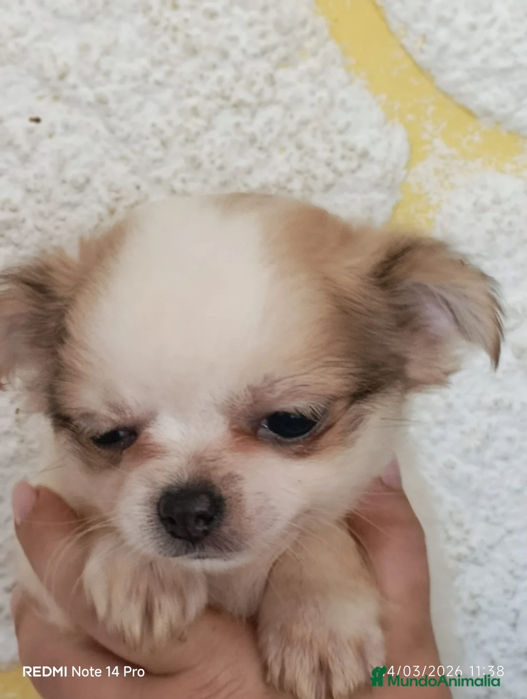 Chihuahua perros en venta: Chihuaha  - Anuncio 5