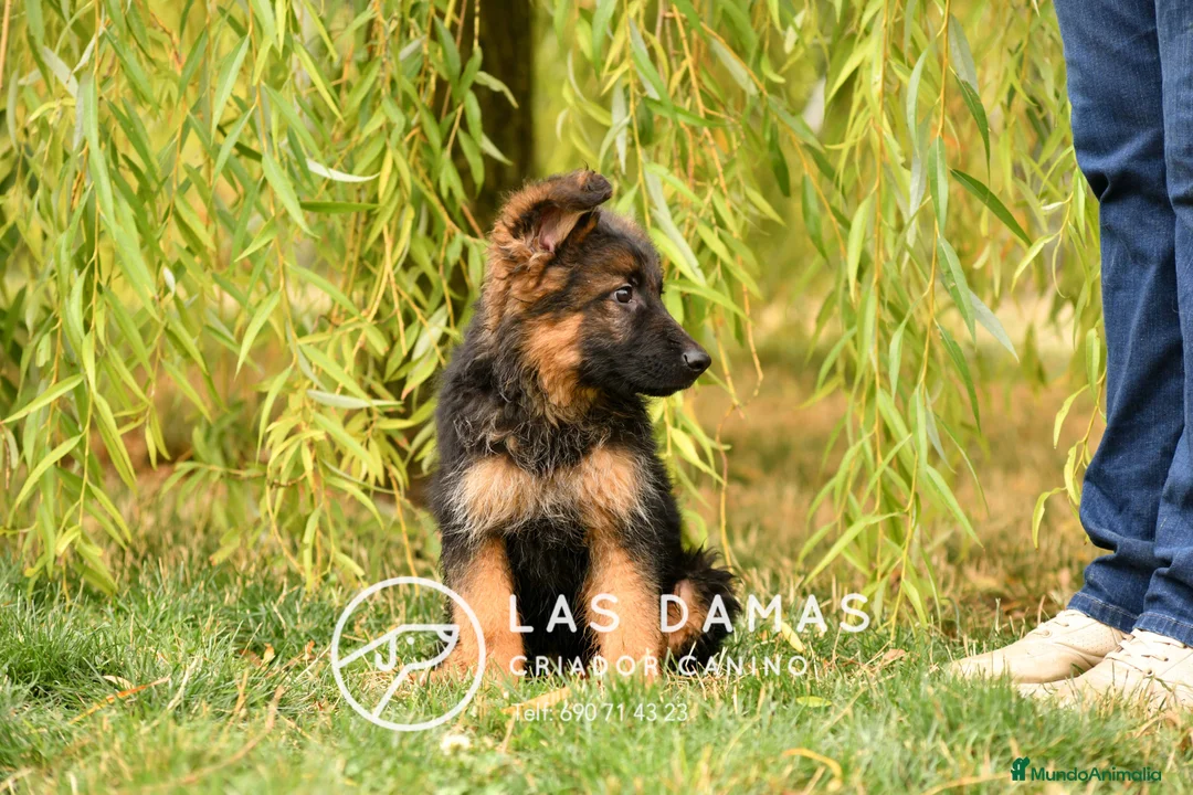 Pastor Alemán perros en venta: Pastor alemán próxima camada - Anuncio 4