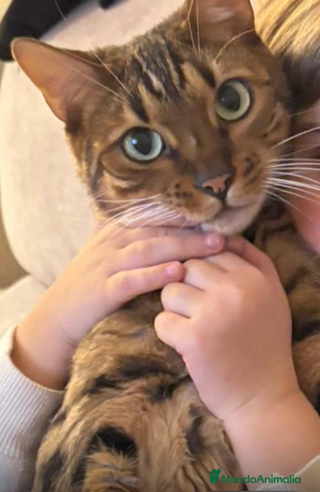 Bengalí gatos en venta: Bengali  - Anuncio 1