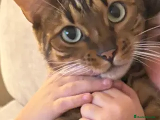 Bengalí gatos Bengali - Anuncio 1