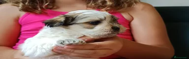 Shih Tzu 4