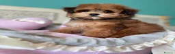 Maltipoo perros en venta: Maltipoo Toy muy bonita con vacunación completa!! - Anuncio 9