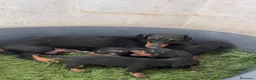 Teckel Miniatura perros en venta: Cachorros de teckel - Anuncio 5