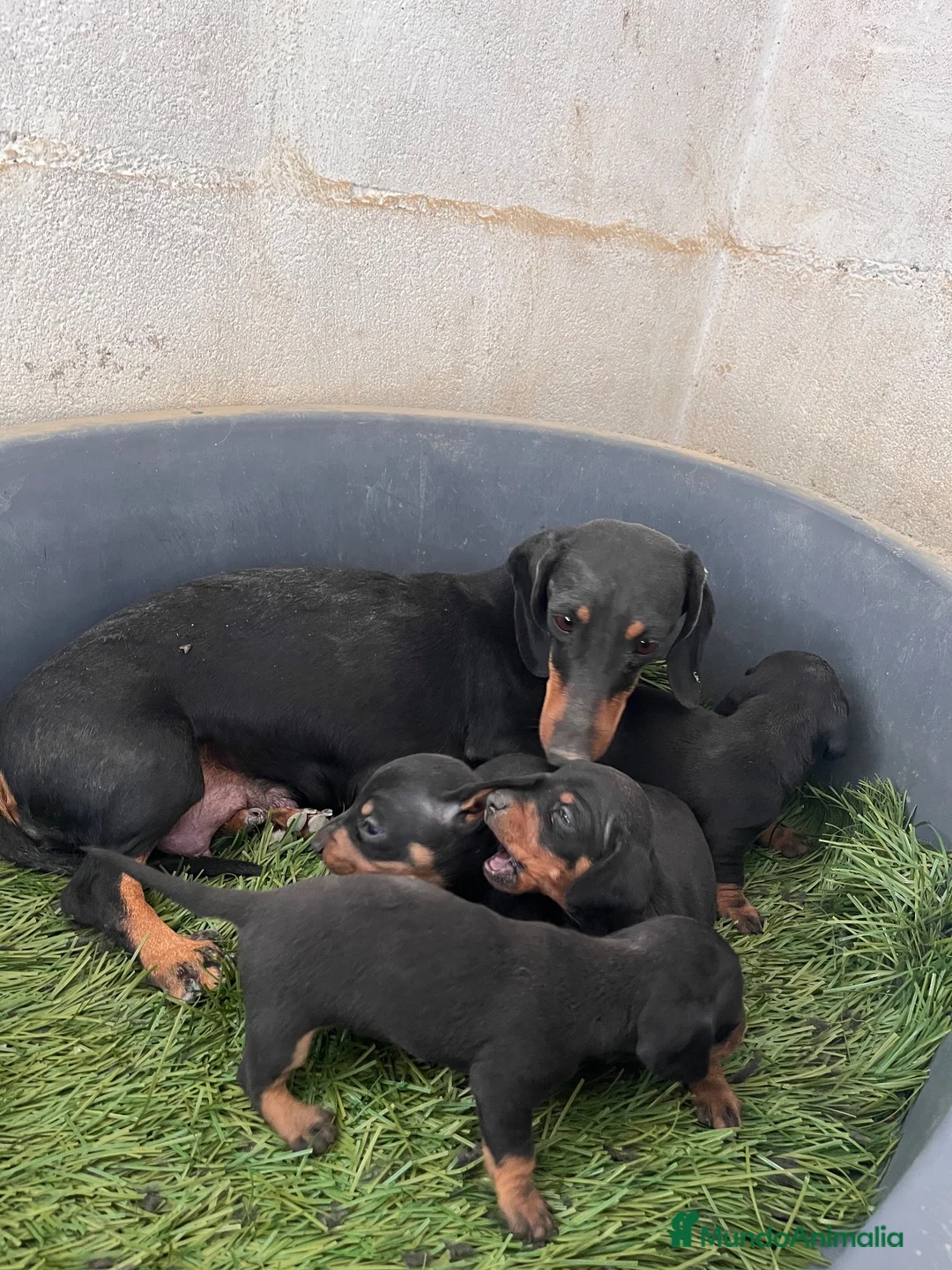 Teckel Miniatura perros en venta: Cachorros de teckel - Anuncio 5