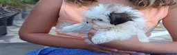 Shih Tzu perros en venta: MalShi. Shihtzu x Maltes - Anuncio 3