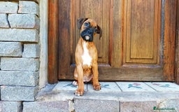Boxer perros en venta: Achuchable cachorrito de Boxer - Imagen 1