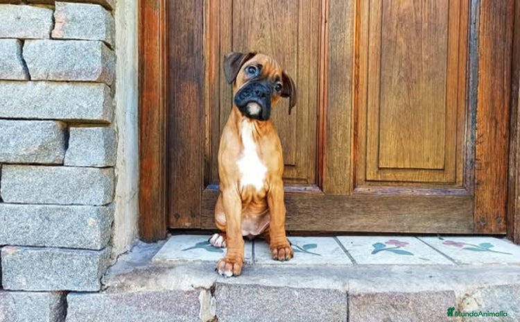 Boxer perros - Anuncio 4