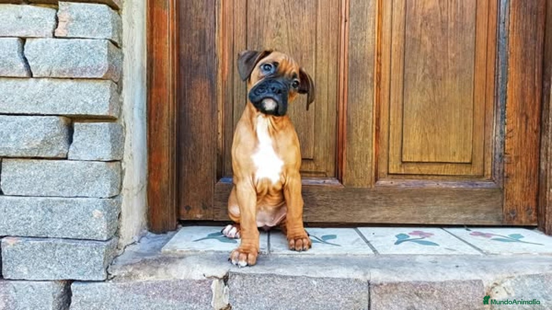 Boxer perros en venta: Achuchable cachorrito de Boxer - Imagen 1