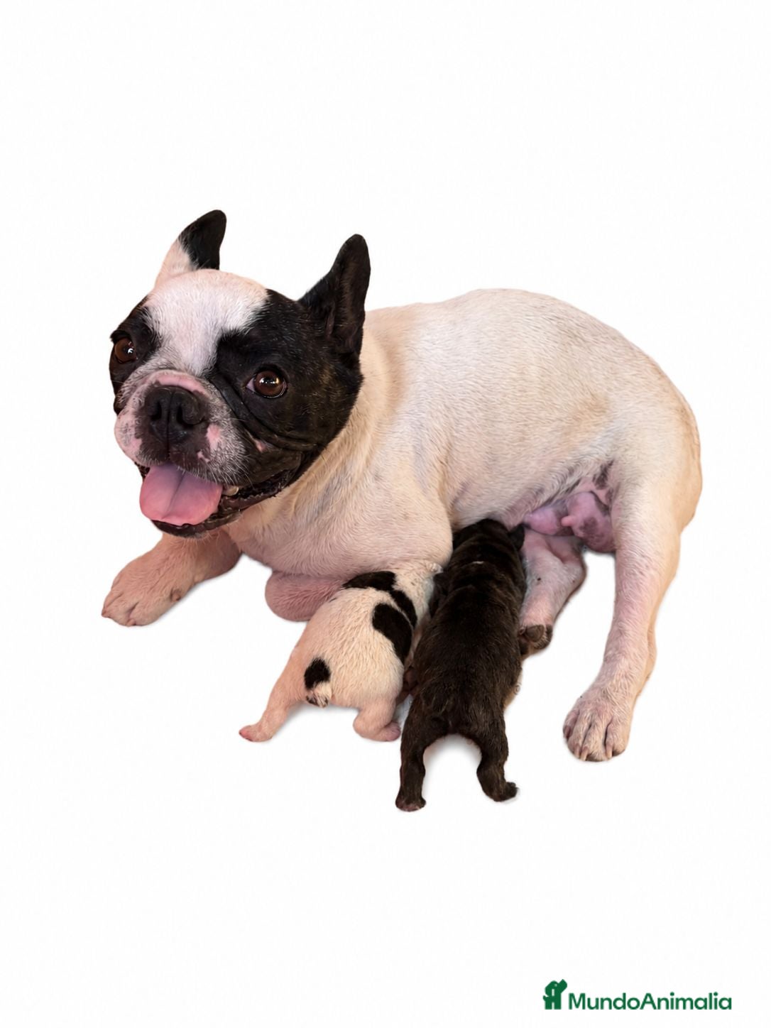 Bulldog Francés perros Camada de bulldog francés  - Anuncio 3