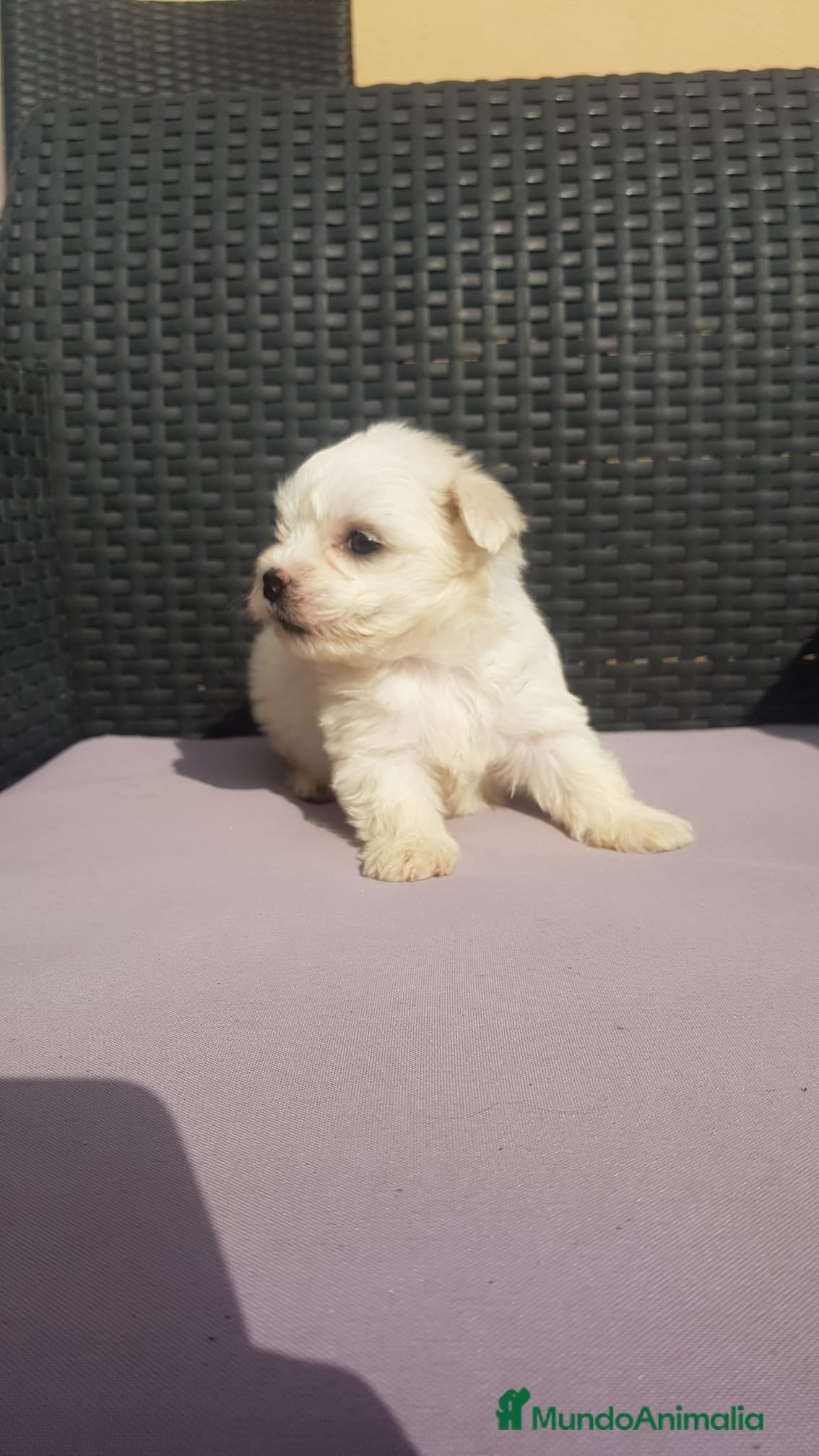 Bichón Maltés perros BICHÓN MALTÉS - Anuncio 2