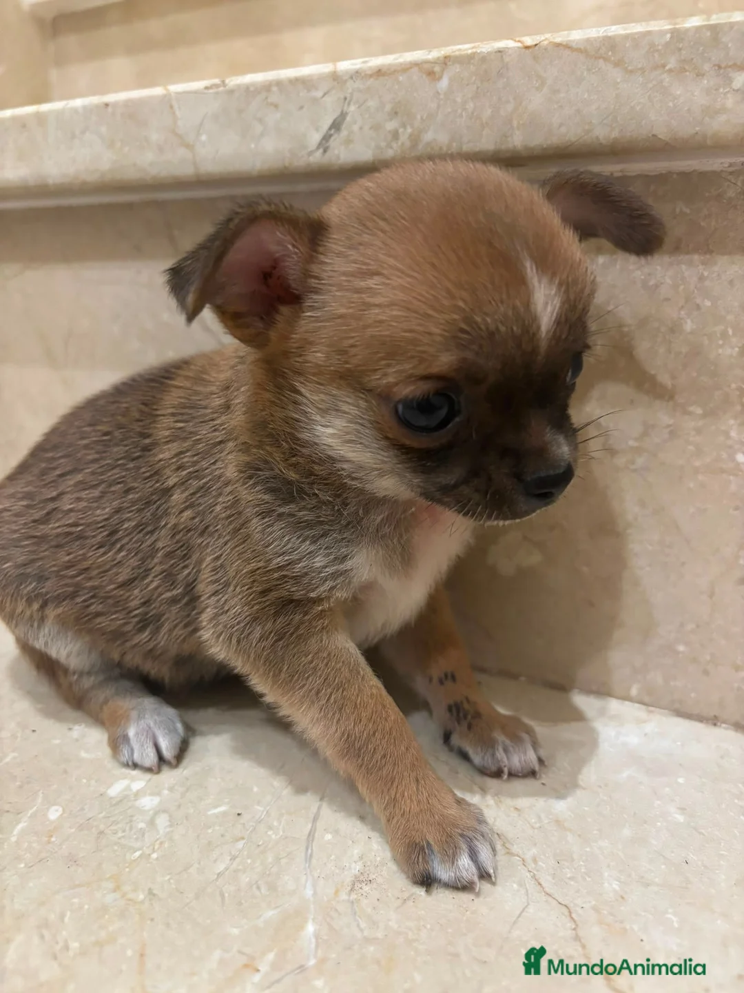 Chihuahua perros en venta: Chihuahua toy  - Anuncio 2