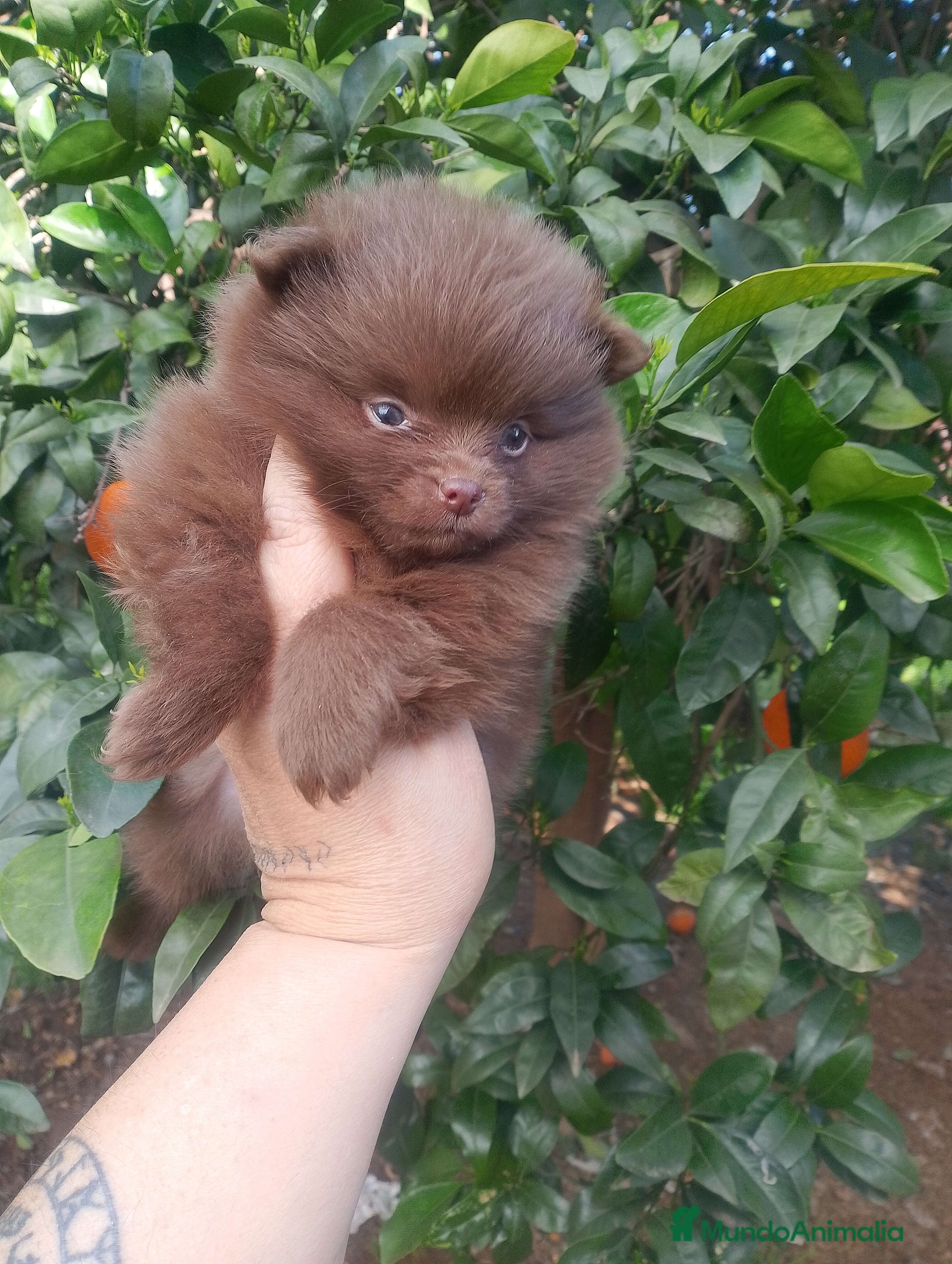 Pomerania perros Pomerania (pomchi) - Anuncio 2