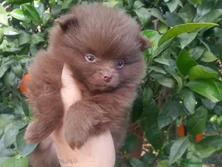 Pomerania perros Pomerania (pomchi) - Anuncio 2