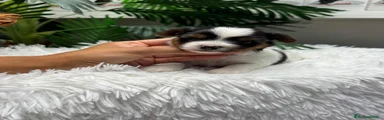 Yorkshire Terrier 3