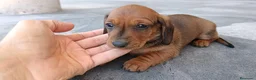 Teckel Miniatura perros en venta: Teckel mink - Anuncio 7