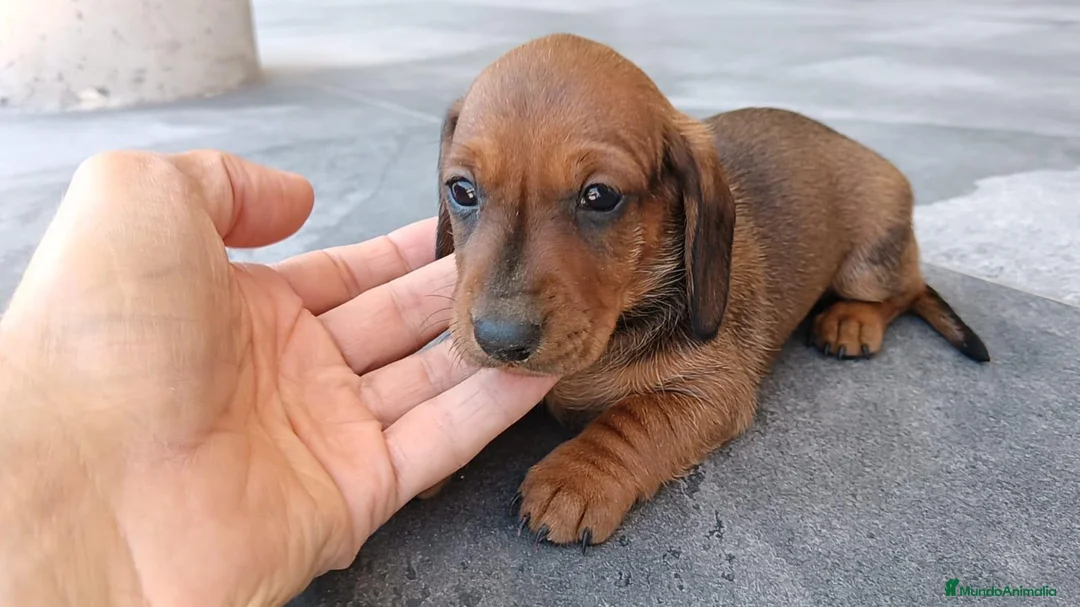 Teckel Miniatura perros en venta: Teckel mink - Anuncio 7