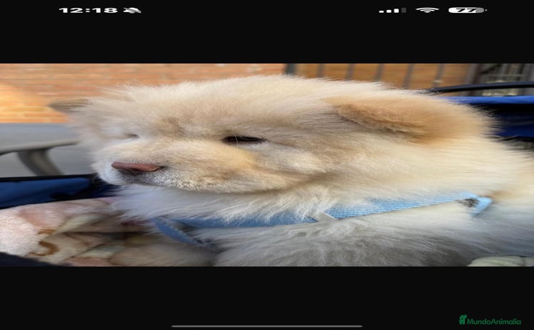 Chow Chow perros - Anuncio 1
