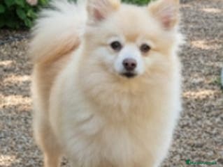 Pomerania perros Pomerania - Anuncio 9