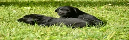 Labrador Retriever perros en venta: Cachorros de Labrador Retriever Negros - Anuncio 35