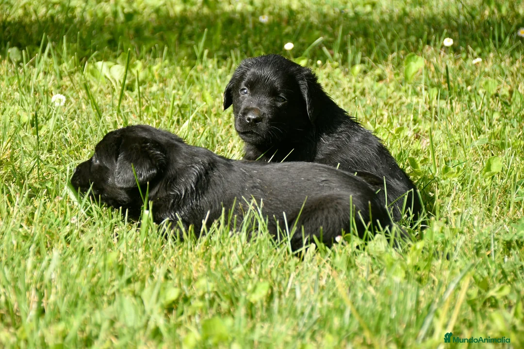 Labrador Retriever perros en venta: Cachorros de Labrador Retriever Negros - Anuncio 1
