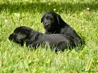 Labrador Retriever perros Cachorros de Labrador Retriever Negros - Anuncio 4