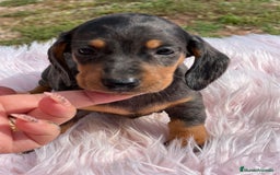 Teckel Miniatura perros en venta: Teckel Arlequín  - Imagen 4