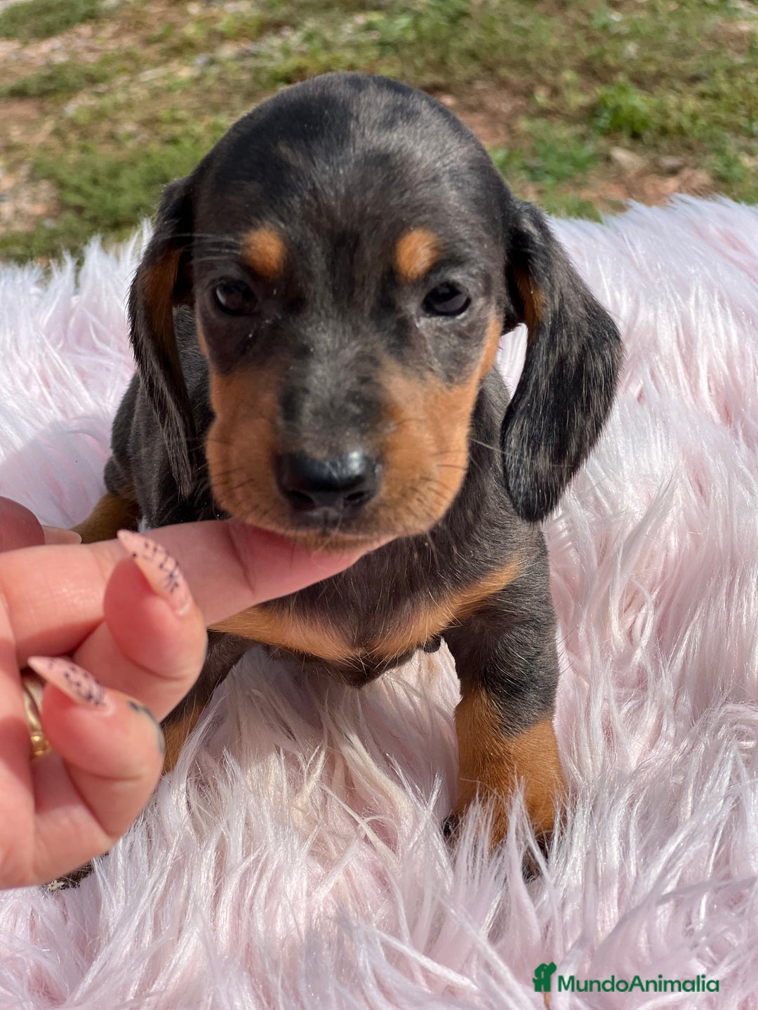 Teckel Miniatura perros en venta: Teckel Arlequín  - Imagen 4