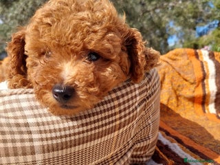 Caniche Toy perros CANICHE TOY EXCLUSIVOS - Anuncio 17