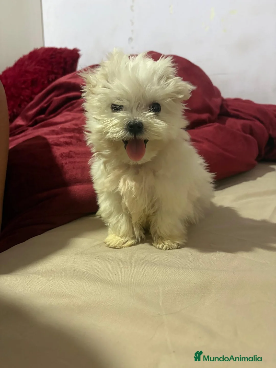 Bichón Maltés perros en venta: Bichon Maltes - Anuncio 2