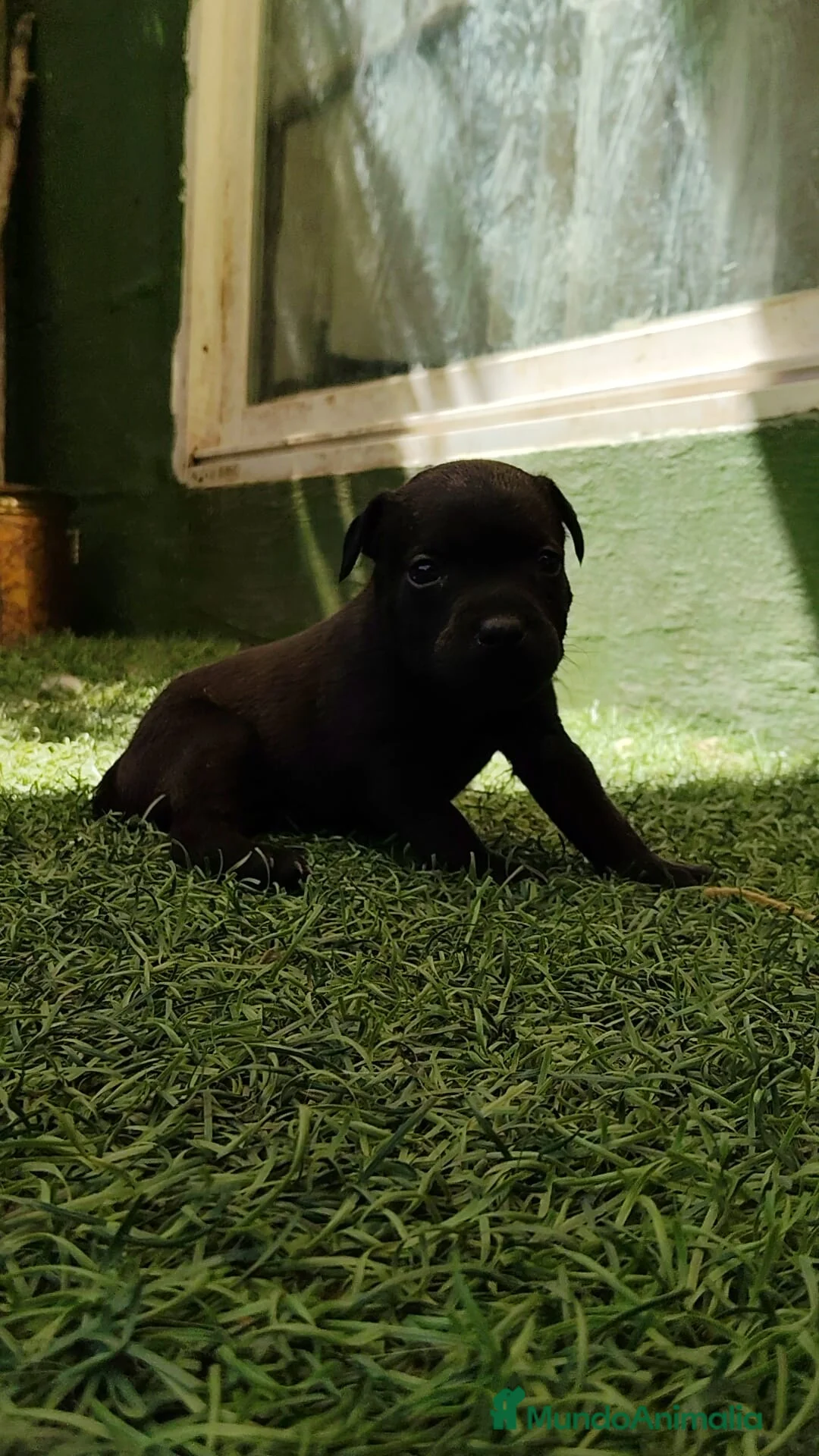 Staffordshire Bull Terrier perros en venta: Staffordshire bull terrier cachorros - Anuncio 17