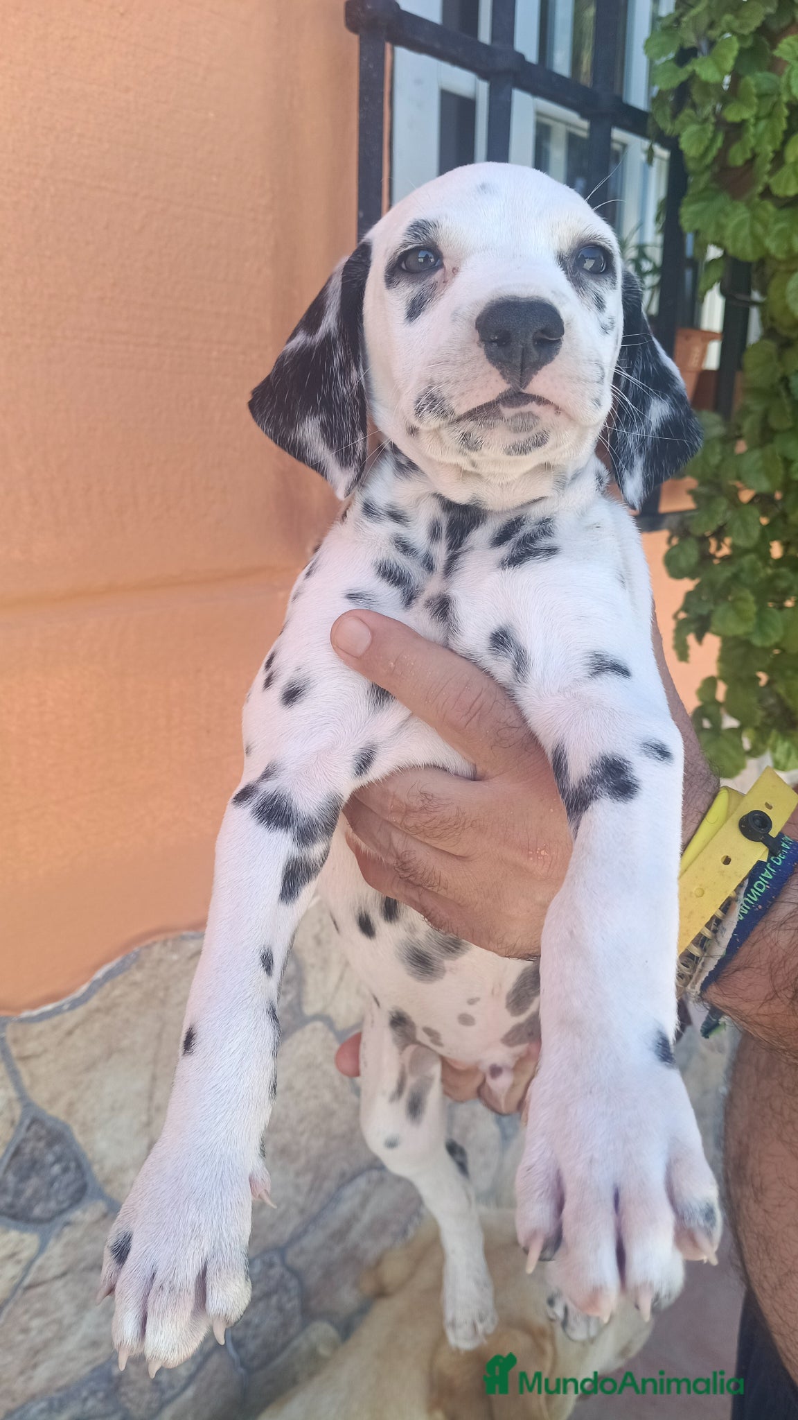 Dálmata perros Dalmata disponible  - Anuncio 2