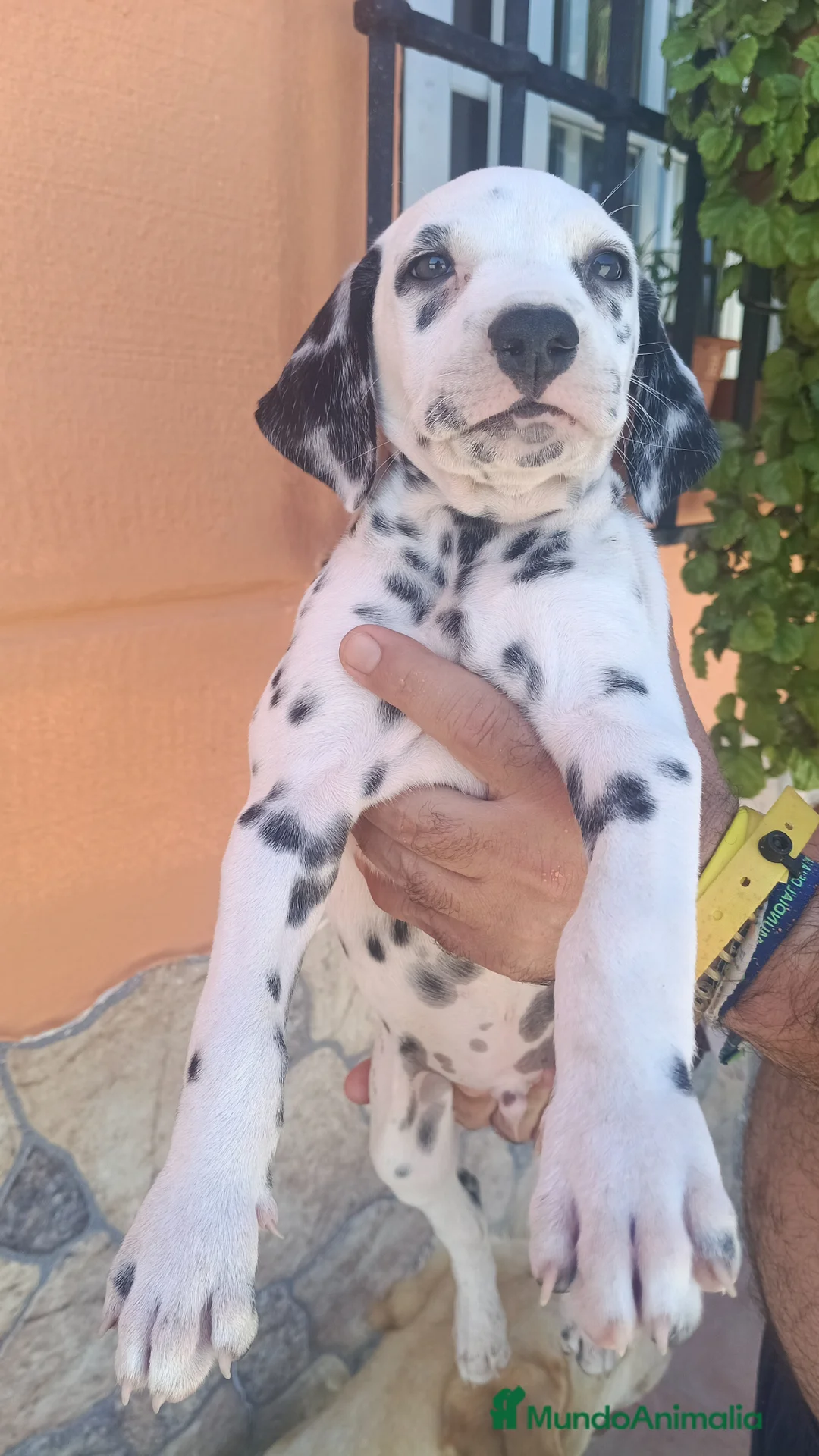 Dálmata perros en venta: Dalmata disponible  - Anuncio 1