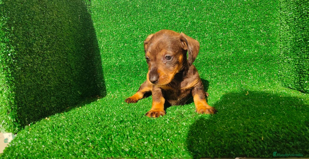 Teckel Miniatura perros en venta: Teckel miniatura  - Anuncio 23