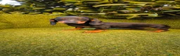 Teckel Miniatura perros en venta: teckel miniatura hembra negro fuego  - Anuncio 2