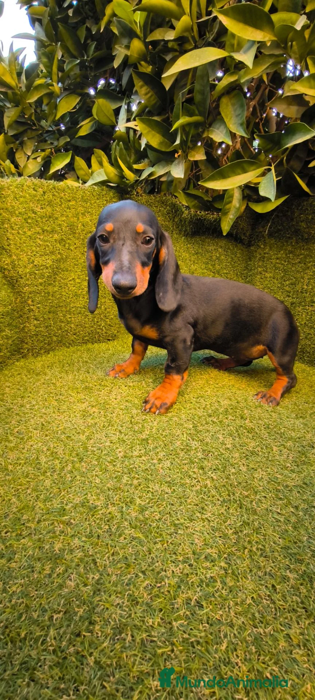 Teckel Miniatura perros en venta: teckel miniatura hembra negro fuego  - Anuncio 2