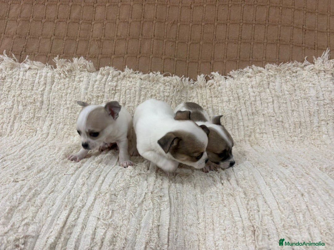 Chihuahua perros en venta: Chihuahua toy - Anuncio 2