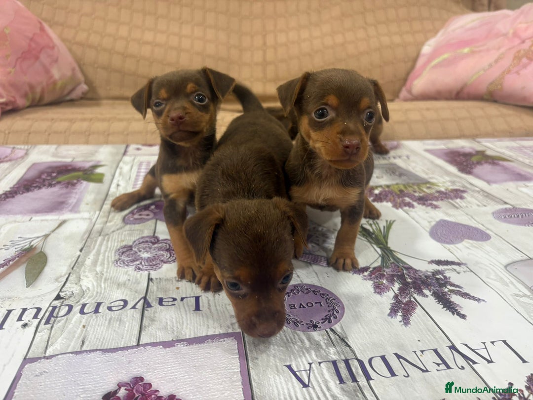 Pinscher Miniatura perros en venta: Pinscher miniatura chocolate  - Imagen 6