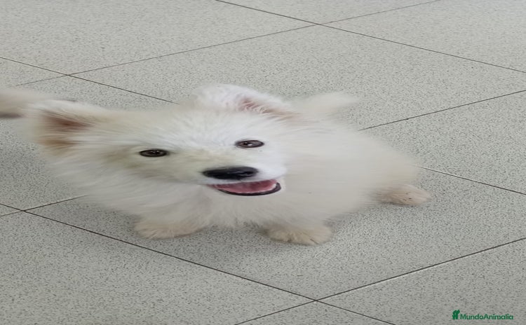 Samoyedo perros - Anuncio 2